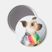Gay Pride Rainbow Dog | Yorkshire Terrier Magnet (Vorderseite/Rückseite)