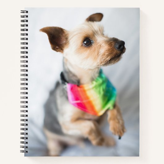 Gay Pride Rainbow Dog | Yorkshire Terrier Notizblock (Vorderseite)
