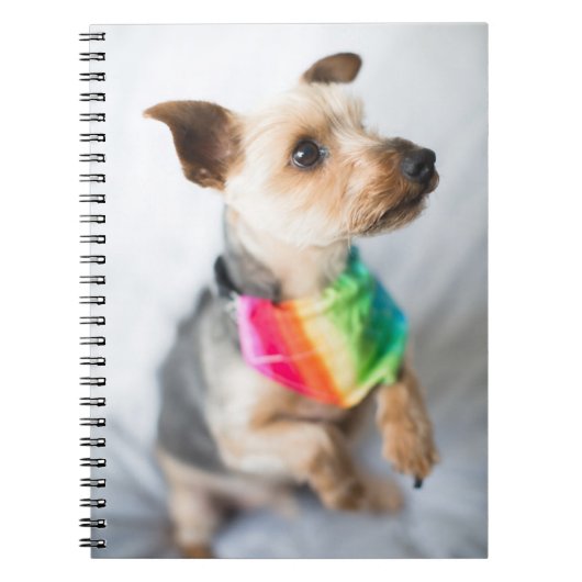 Gay Pride Rainbow Dog | Yorkshire Terrier Notizblock (Vorderseite)