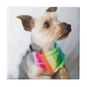 Gay Pride Rainbow Hund Yorkshire Terrier Fliese