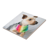 Gay Pride Rainbow Hund| Yorkshire Terrier Fliese (Seite)