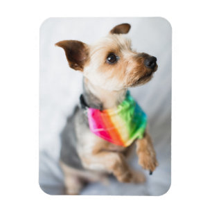 Gay Pride Rainbow Hund  Yorkshire Terrier Magnet