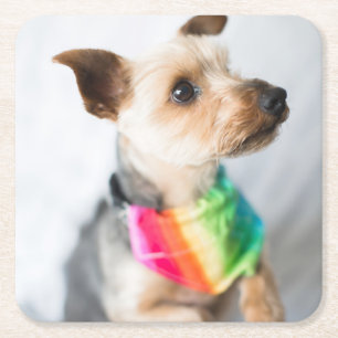 Gay Pride Rainbow Hund  Yorkshire Terrier Rechteckiger Pappuntersetzer