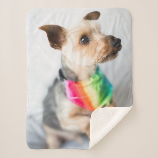 Gay Pride Rainbow Hund| Yorkshire Terrier Sherpadecke (Vorderseite)