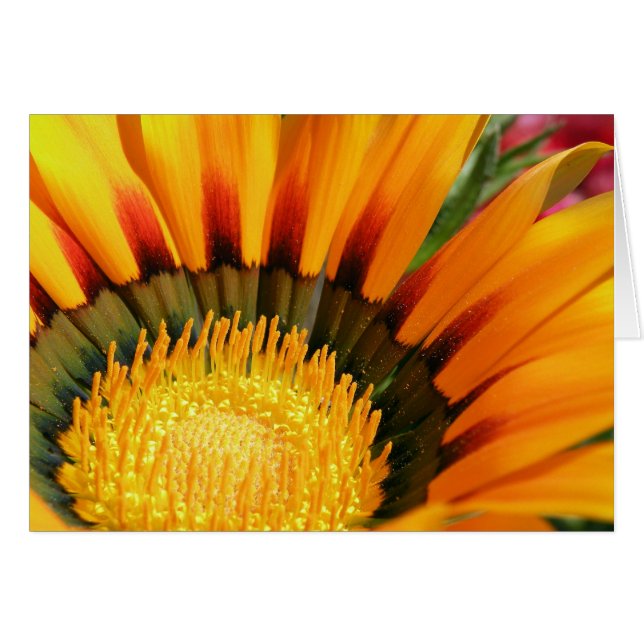 Gazania (Vorderseite (Horizontal))