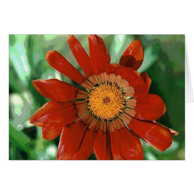 Gazania (Vorderseite (Horizontal))