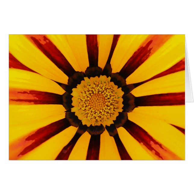 Gazania (Vorderseite (Horizontal))