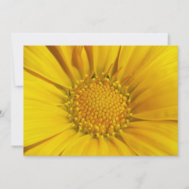 Gazania (Vorderseite)