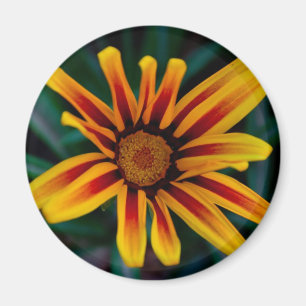 Gazania-Blume Magnet