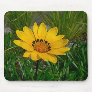 Gazania-Blume Mousepad