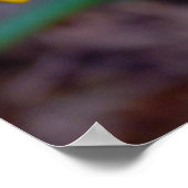 Gazania-Blume Poster (Ecke)