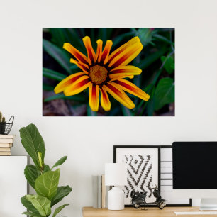Gazania-Blume Poster
