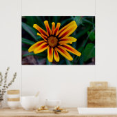 Gazania-Blume Poster (Küche)