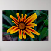 Gazania-Blume Poster (Vorne)