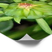 Gazania Blume Poster (Ecke)