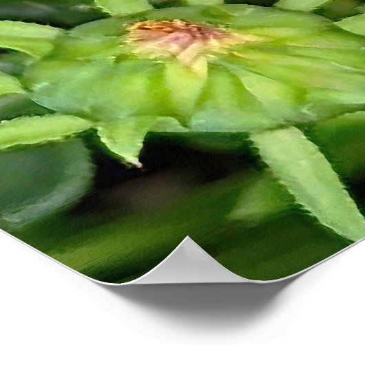 Gazania Blume Poster (Ecke)