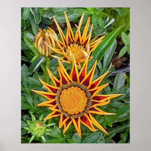 Gazania Blume Poster (Vorne)