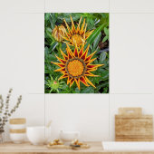 Gazania Blume Poster (Küche)