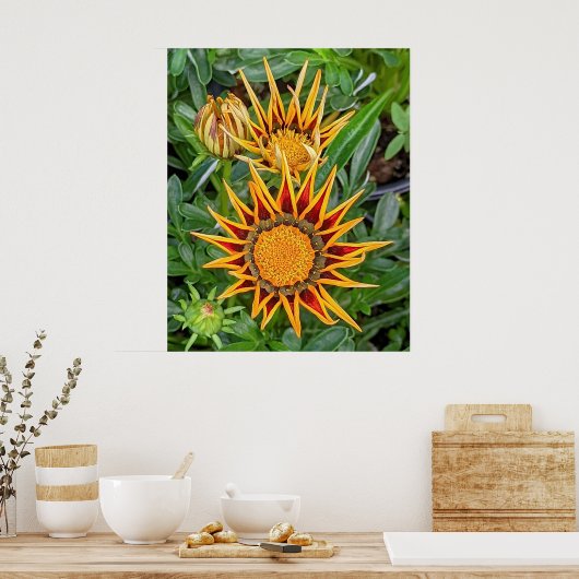 Gazania Blume Poster (Küche)
