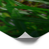 Gazania-Blume Poster (Ecke)