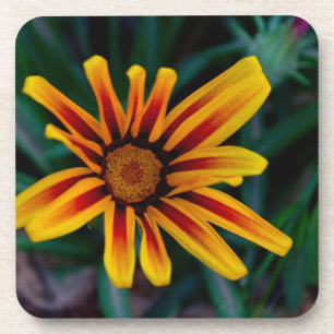 Gazania-Blume Untersetzer