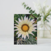 Gazania Blume Yellow White Postkarte (Stehend Vorderseite)