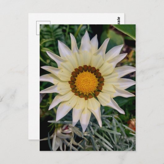 Gazania Blume Yellow White Postkarte (Vorne/Hinten)
