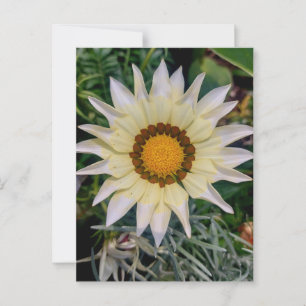 Gazania Blume Yellow White Postkarte