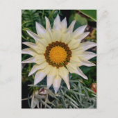 Gazania Blume Yellow White Postkarte (Vorderseite)
