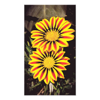 Gazania-Blüten in voller Blüte Fotodruck