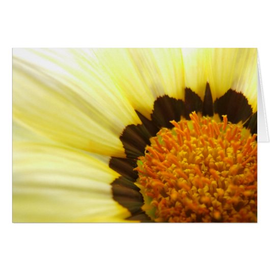 Gazania Card (Vorderseite (Horizontal))