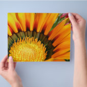 Gazania Flyer (Hand)