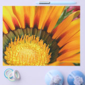 Gazania Flyer (Einzeln)