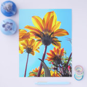 Gazania Flyer (Einzeln)