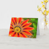 Gazania Karte (Gelbe Blume)