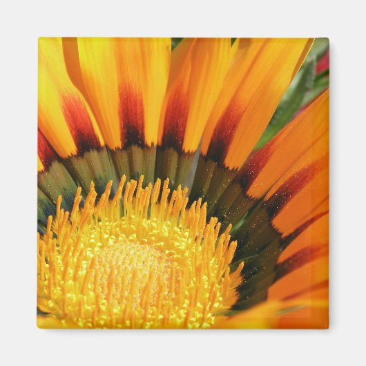 Gazania Magnet (Vorne)