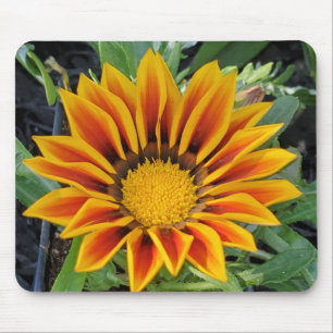 Gazania Mousepad