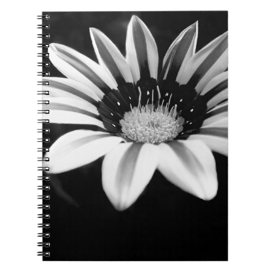 Gazania Notizblock (Vorderseite)