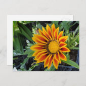 Gazania Postcard Postkarte (Vorne/Hinten)