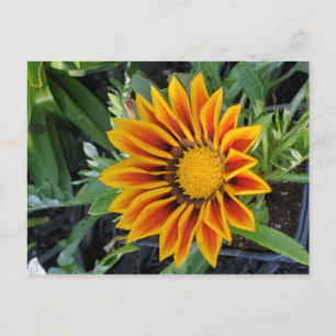 Gazania Postcard Postkarte