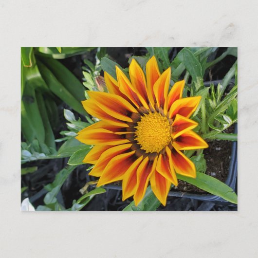 Gazania Postcard Postkarte (Vorderseite)