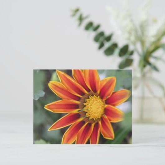 Gazania Postcard Postkarte (Stehend Vorderseite)