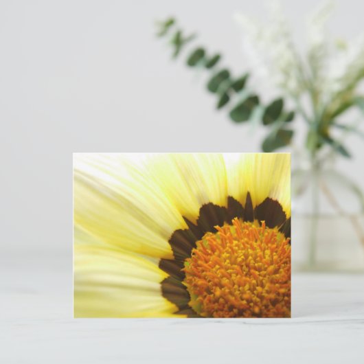 Gazania Postcard Postkarte (Stehend Vorderseite)