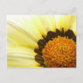 Gazania Postcard Postkarte (Vorderseite)
