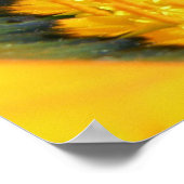 Gazania Poster (Ecke)