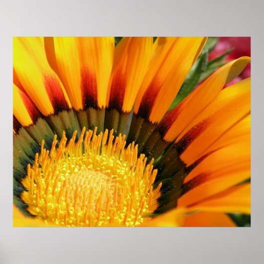 Gazania Poster (Vorne)