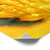 Gazania Poster (Ecke)