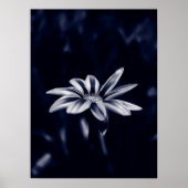 Gazania Poster (Vorne)