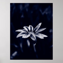 Gazania Poster