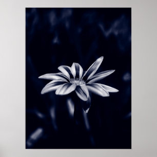Gazania Poster